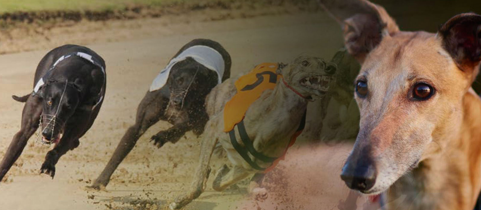 From racing to retirement